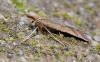 Synaphe punctalis